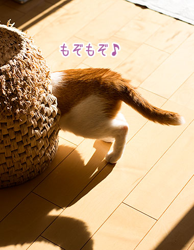 a0119470_18304362.jpg