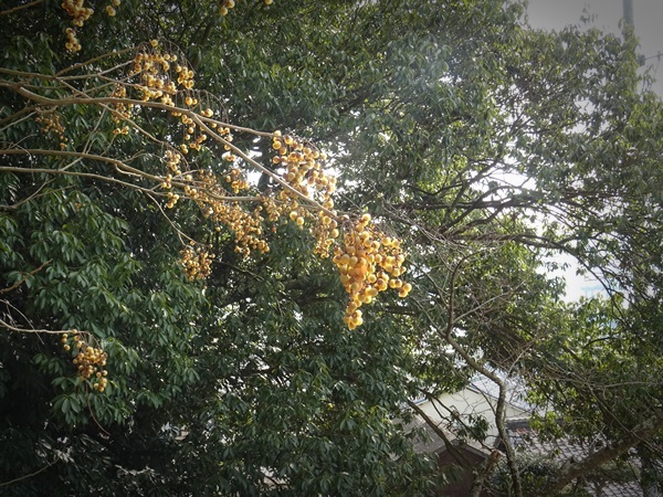 e0264374_12525479.jpg
