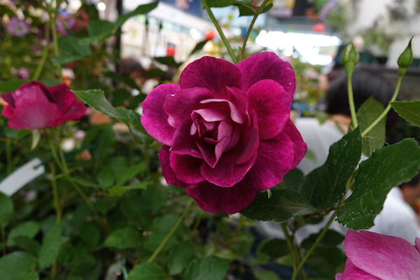 d0350392_20513171.jpg