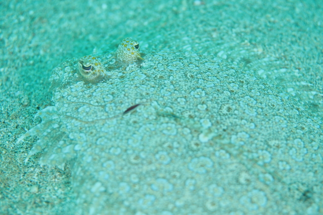 e0115199_18441689.jpg