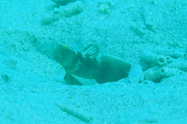 e0115199_18525602.jpg
