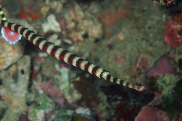 e0115199_19465254.jpg