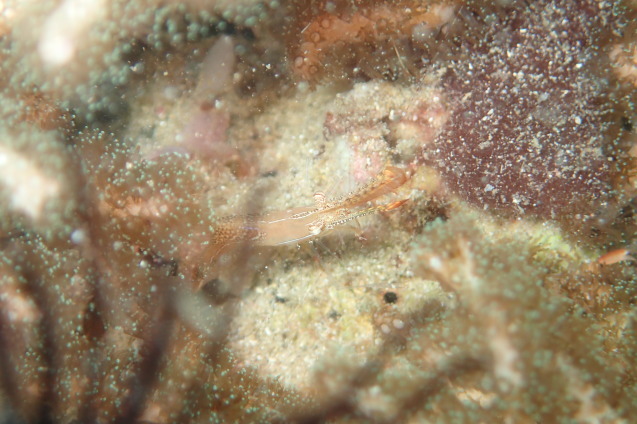 e0115199_20090370.jpg