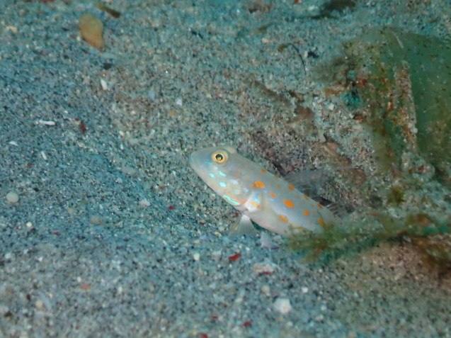 e0115199_20234436.jpg