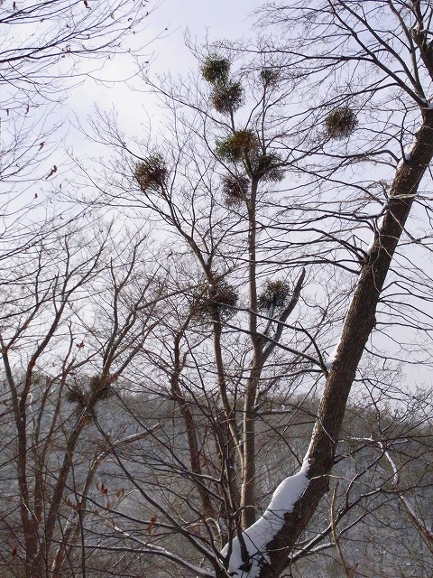 f0157901_12295415.jpg