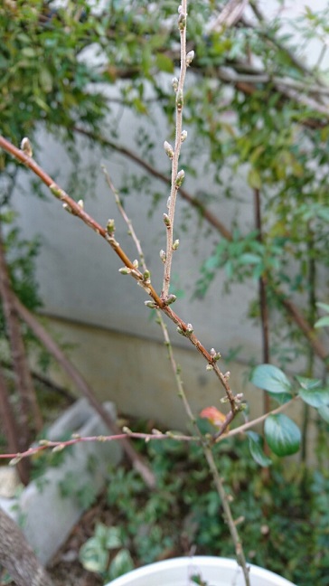 f0228619_11155991.jpg