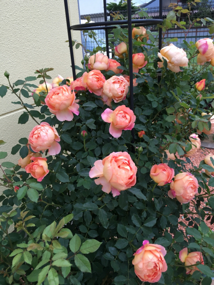 c0359445_21591090.jpg