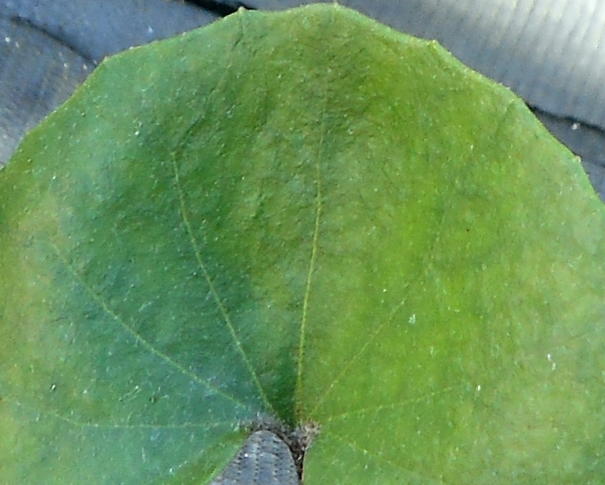 a0353447_14311355.jpg