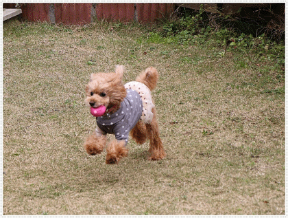 b0175688_00163107.gif