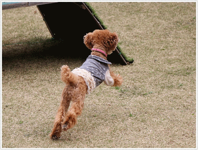 b0175688_00163152.gif