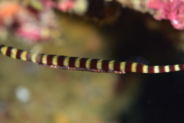e0115199_13350946.jpg