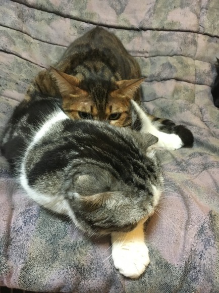 c0011300_23524211.jpeg