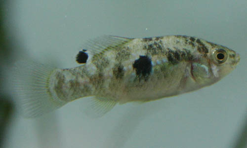 c0165800_20464829.jpg