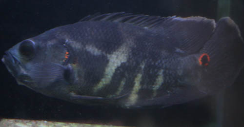 c0165800_2053496.jpg