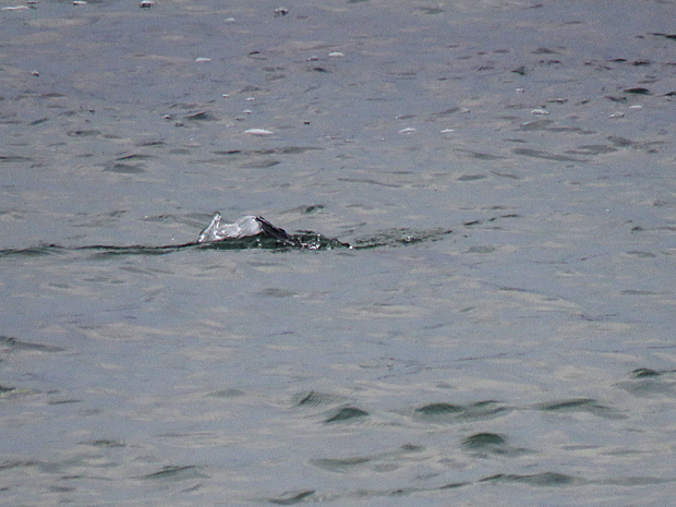 f0214649_626387.jpg