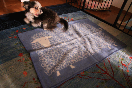 c0145250_10344403.gif