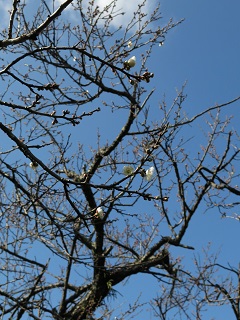 e0130185_19145980.jpg