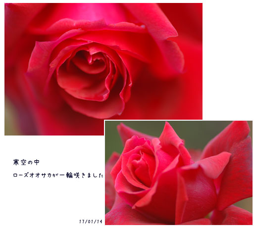c0051105_17424990.jpg