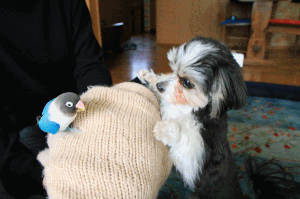 c0145250_10263324.gif