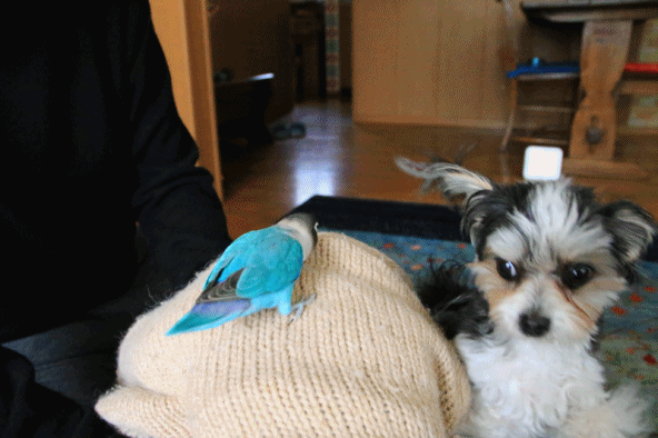 c0145250_10264795.gif