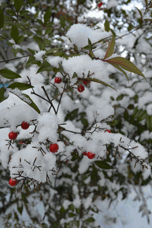 c0136736_23120786.gif