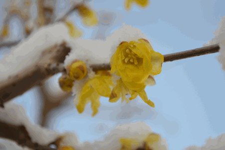 c0136736_23121366.gif