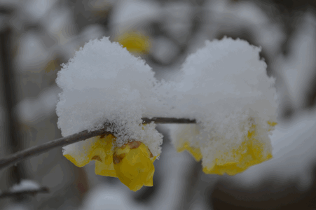 c0136736_23122128.gif