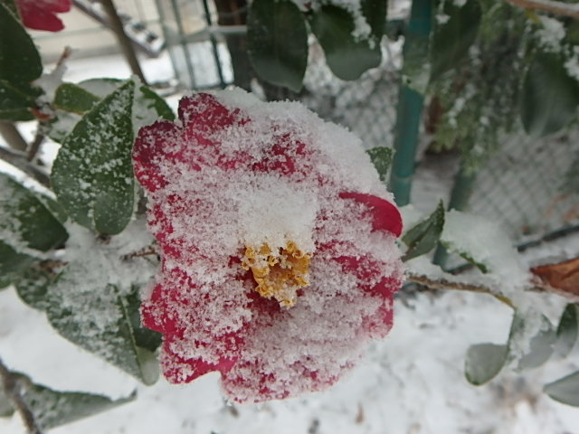 f0334143_21101125.jpg