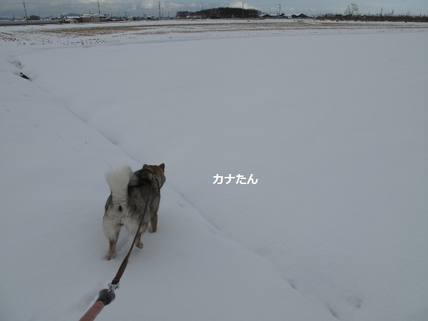 f0143123_18174483.jpg