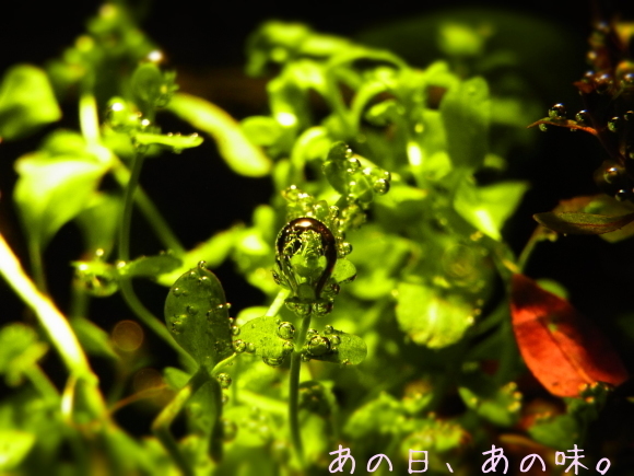 a0305046_09295769.jpg
