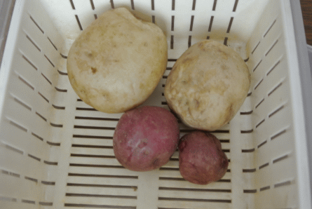 b0017215_15230749.gif