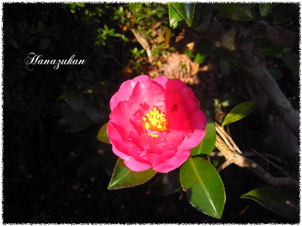 c0352015_21502306.png