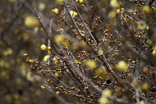 a0242438_22273267.jpg