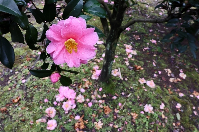 a0242438_22284138.jpg