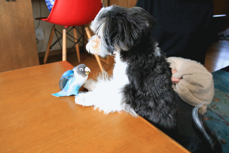 c0145250_09495707.gif