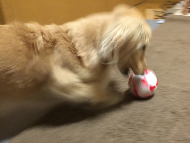 c0117831_20181201.jpg