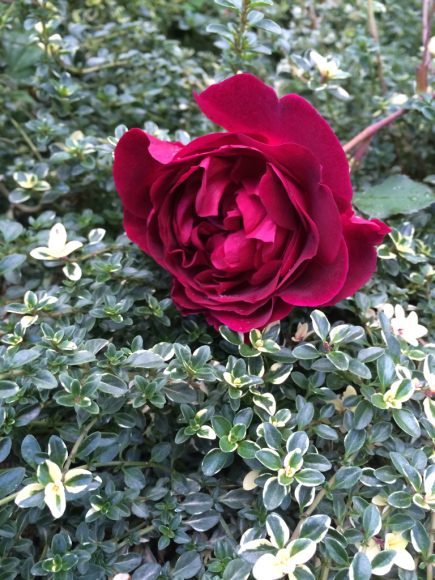 c0359445_22054269.jpg