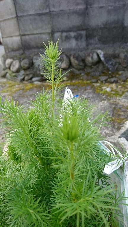 f0228619_1113577.jpg