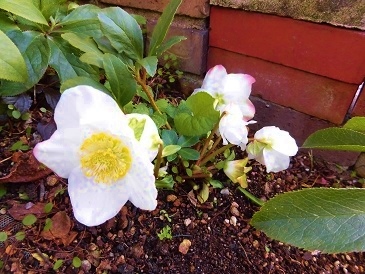c0204121_20101649.jpg