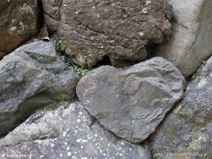 d0140234_20491918.jpg