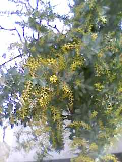 e0150843_2345141.jpg