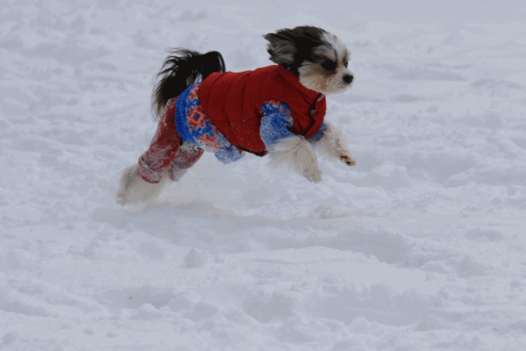 c0145250_10340119.gif