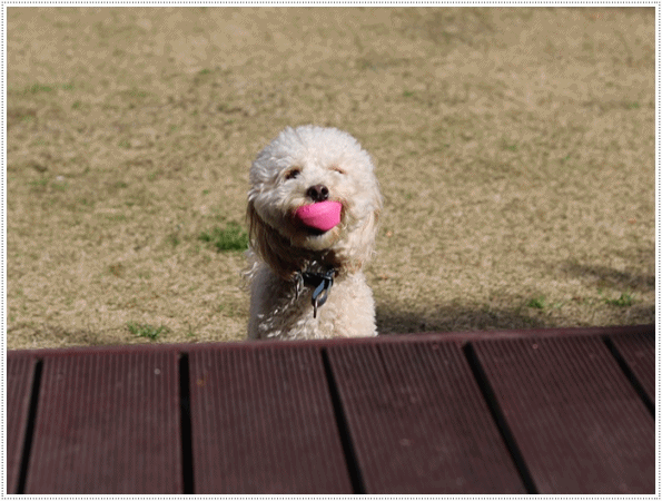 b0175688_00271147.gif