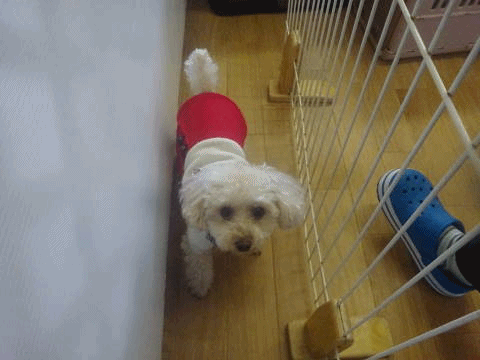a0338800_18480403.gif