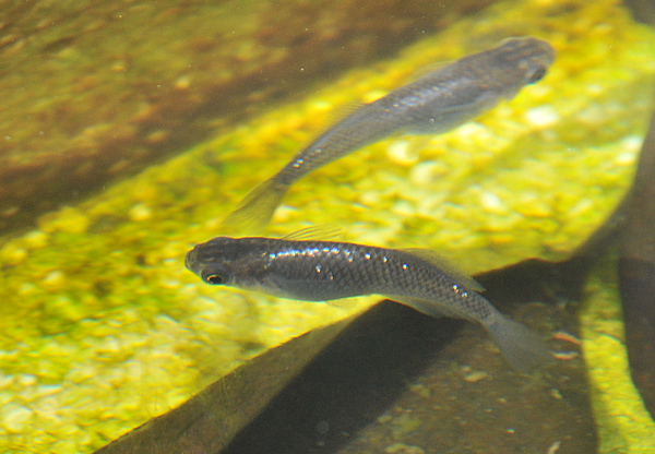 e0097534_1754431.jpg