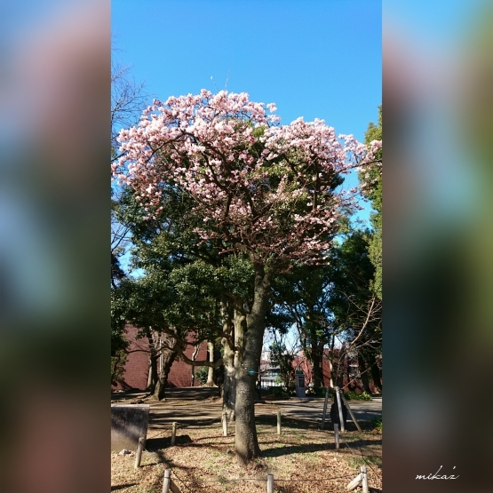 「桜楽しみ寒桜から」上野公園散歩② - 三月のネコ