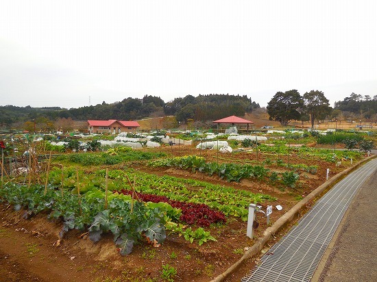f0130557_10544950.jpg
