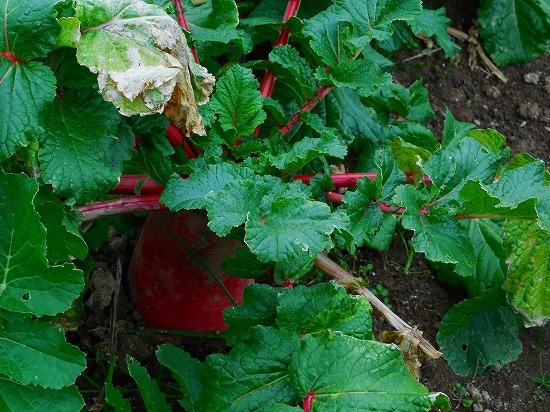 f0130557_10544993.jpg