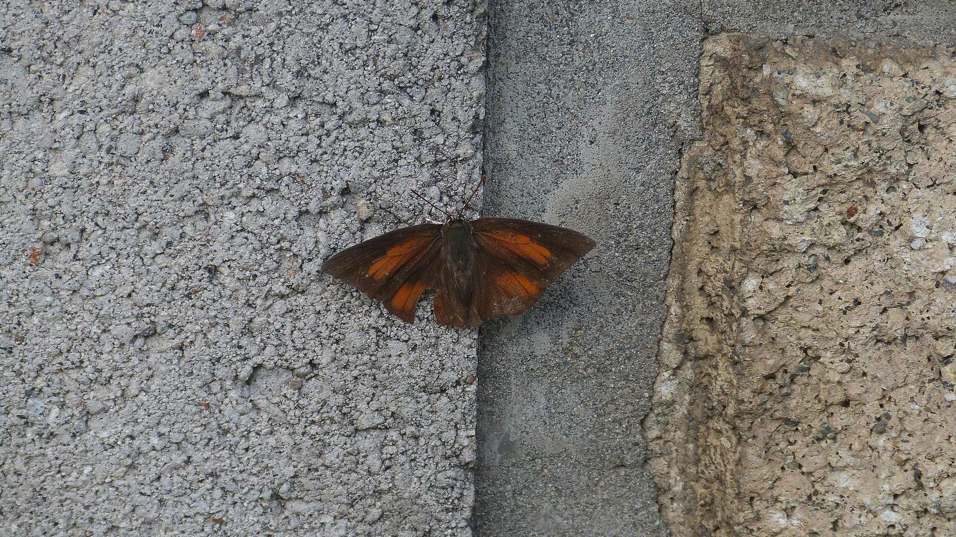 a0185081_1191351.jpg