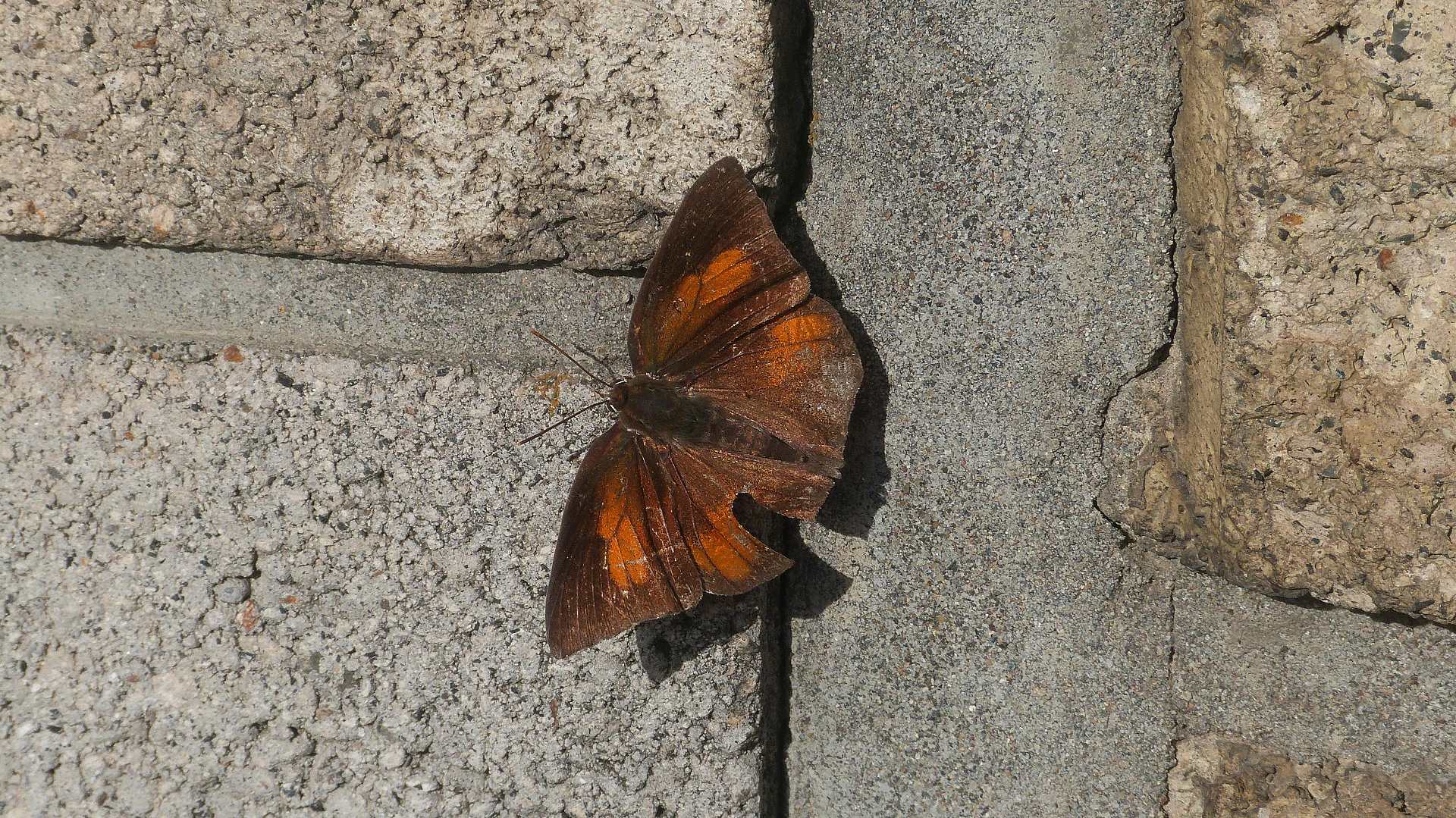 a0185081_119341.jpg